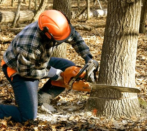 Tree Removal in Corinth, MS